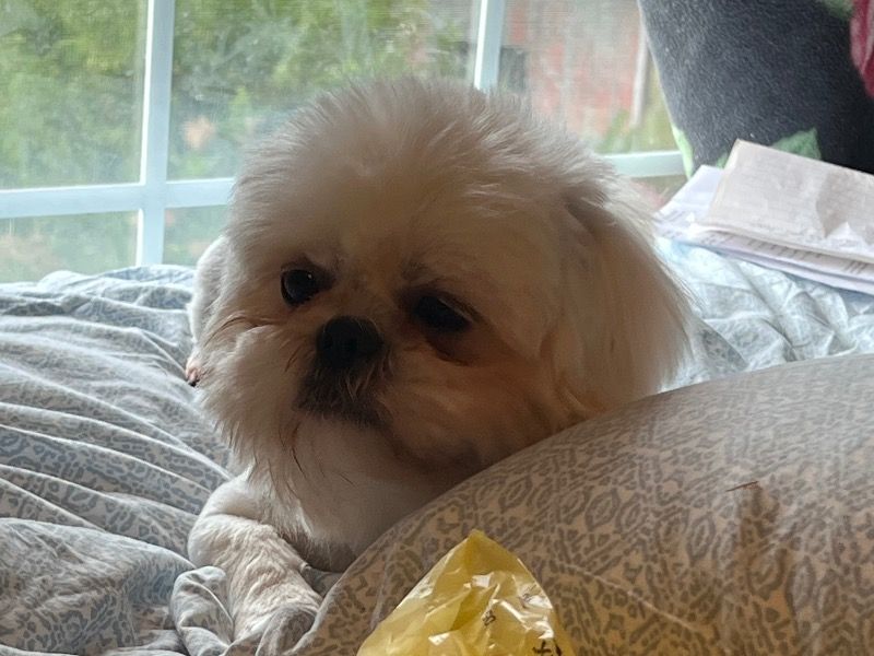 Puppy – Shorkie Male Dog for Sale in Michigan