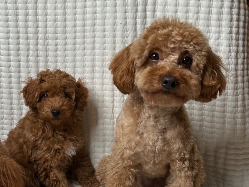 Toy Poodle 4 years old male medium named Sem for breeding in Gwinnett County, Georgia | Petmeetly