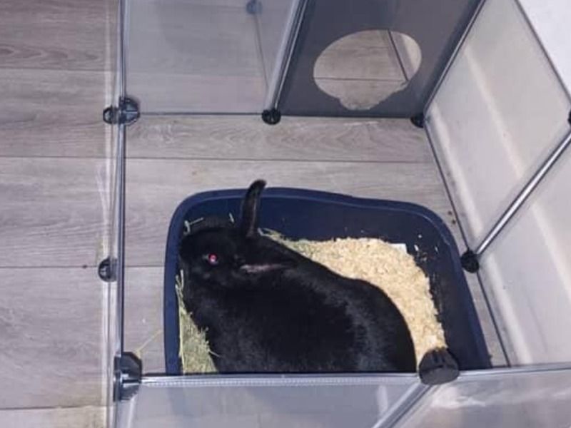 Cash - Alaska | Petmeetly