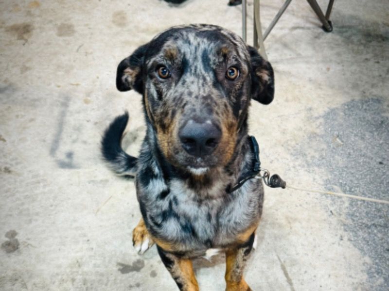 Zeus – Labrador Retriever x Australian Shepherd Stud Dog for Breeding in Virginia | Vaccinated, DNA Tested