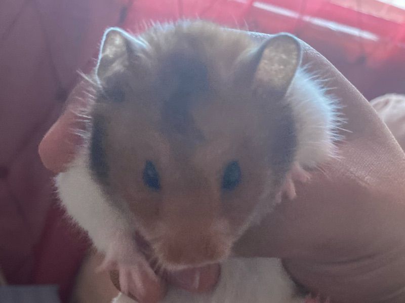 Theodor And Alvin