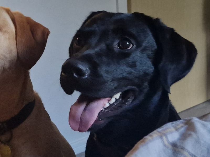 English Labrador Retriever 2 years 6 months old male medium named Hank for breeding in West Midlands, England | Petmeetly