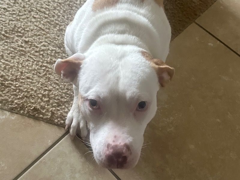 American Bully 8 months old female medium named Rose for adoption in Duval County, Florida | Petmeetly