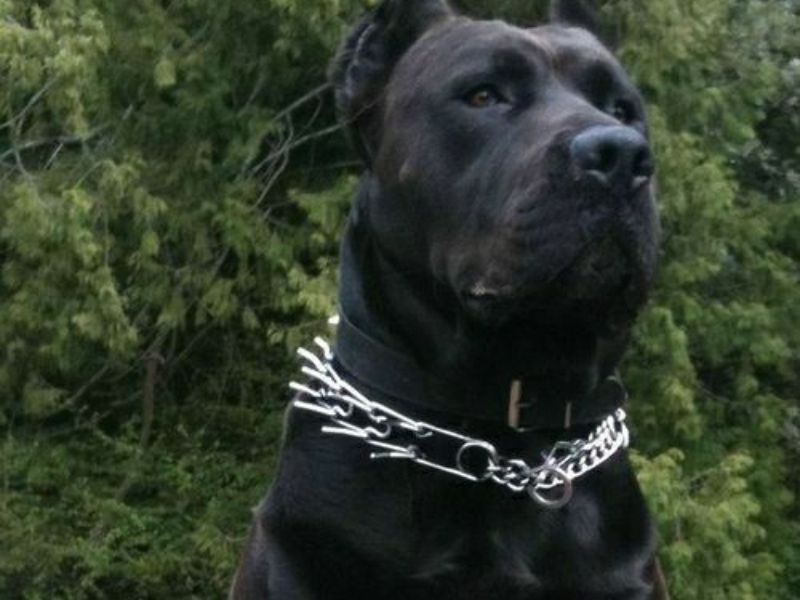 Cane Corso