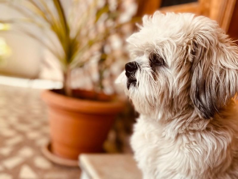 Luv – Shih Tzu Stud Dog for Breeding in Telangana | Vaccinated