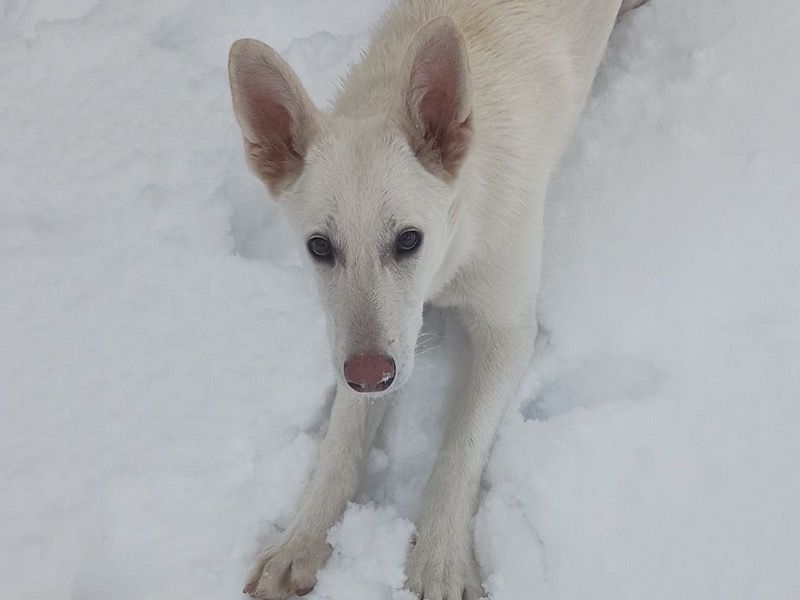 Nyla – White German Shepherd Female Dog for Adoption in Pennsylvania