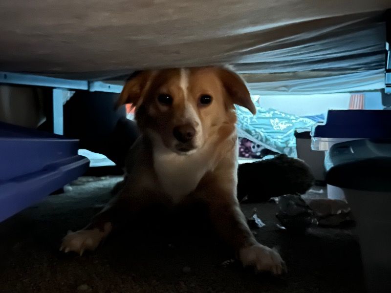 Parson Russell Terrier 1 year 6 months old male medium named Loki for adoption in Duval County, Florida | Petmeetly