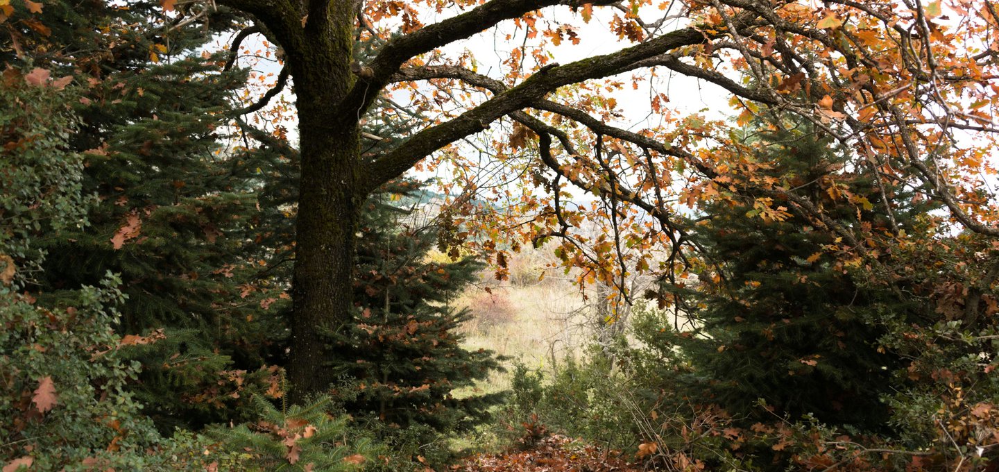 Autumn landscape at Trikala Korinthias