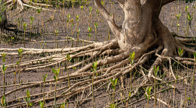 Reforestation Mozambique