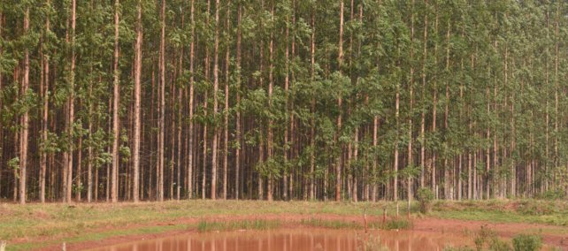 Fazenda Afforestation