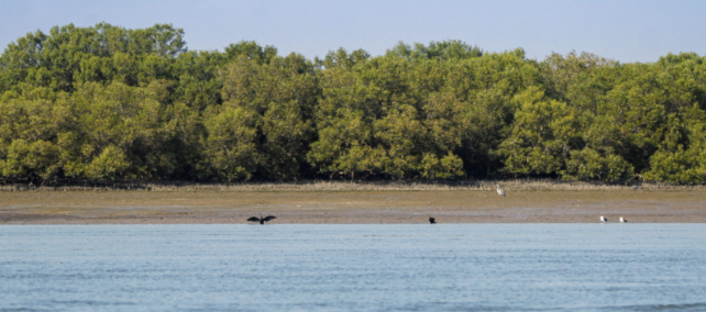 Mangrove Reforestation