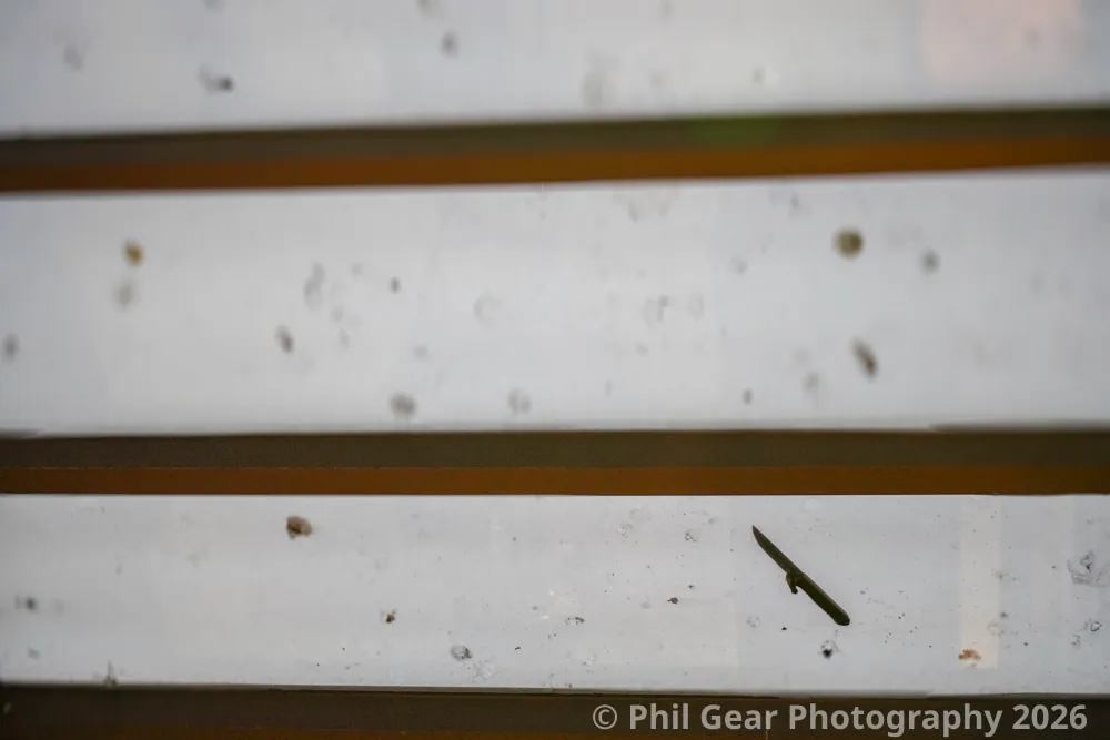 Preview for 02 00 2026 Pdxwlf