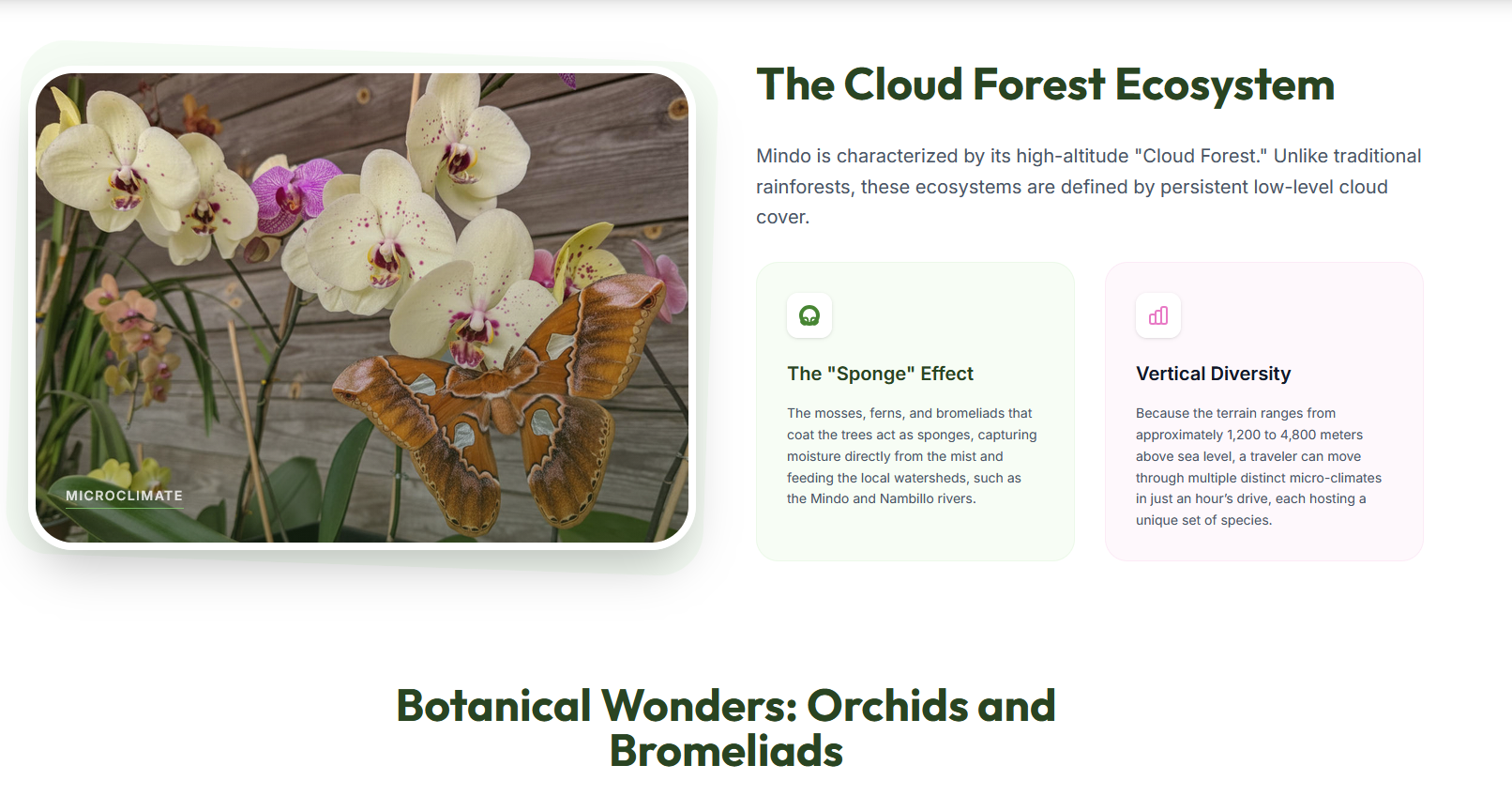 Cloud Forest Ecosystem