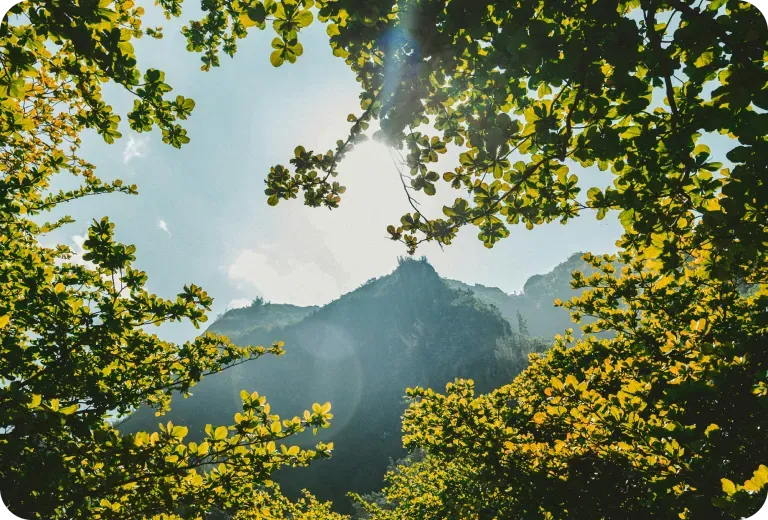 陽光穿過林間灑落山谷