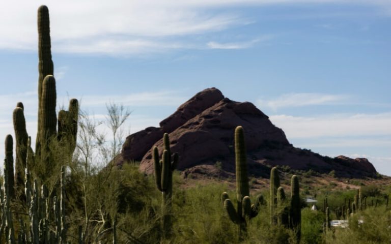 Desert Botanical Garden