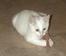 willow attacks a cat toy