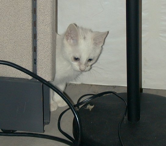 willow peeks from behind a cubicle section