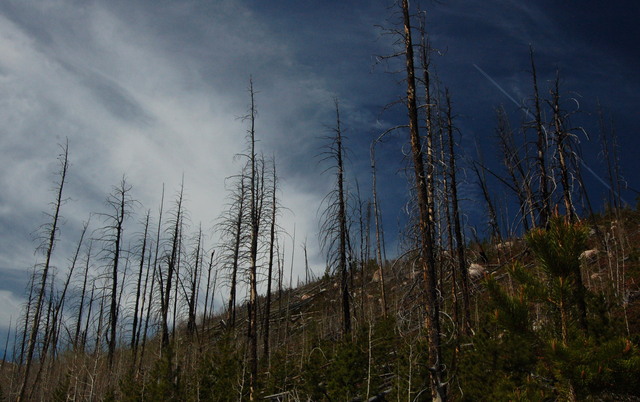 Hourglass fire burn area in Pingree Park