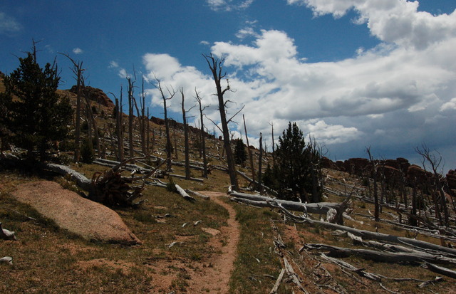 Ghost forest at timberline on the Brookside-McCurdy trail, Lost Creek Wilderness