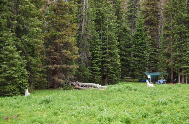 Llamas in the West Branch Laramie River drainage, Rawah Wilderness