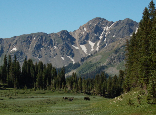 Moose below Bowen Mountain in Baker Gulch