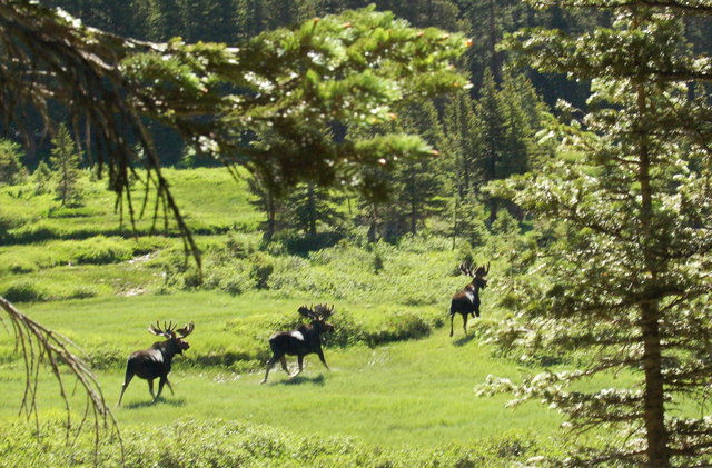 Moose in Baker Gulch