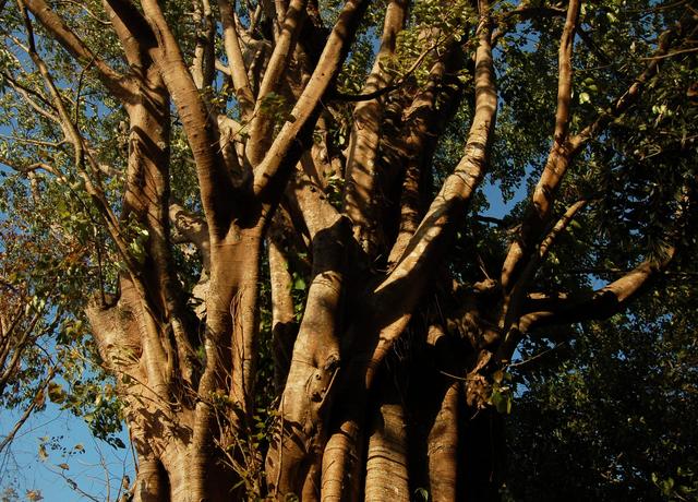 Great banyan trunk, East Garo Hills, Meghalaya