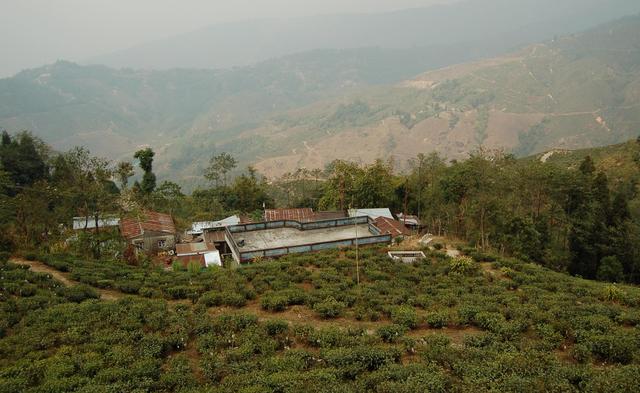 Tea plantation near Darjeeling