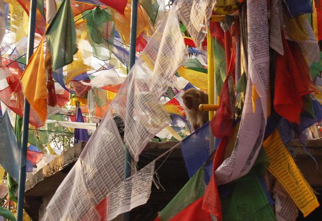 Temple monkey in prayer flags