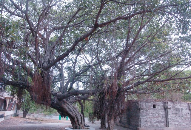 Banyan tree at the Qutb Shahi tombs