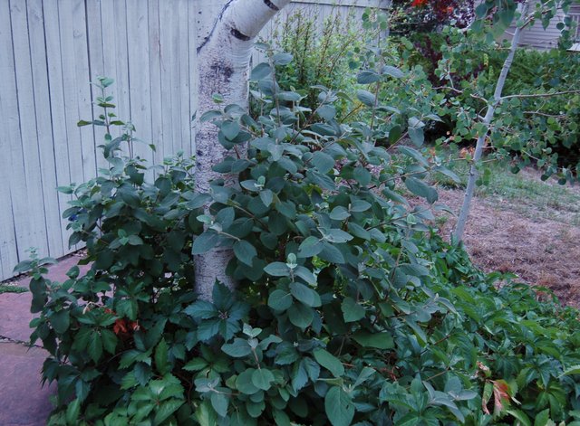 Overgrown firethorn and woodbine in front yard