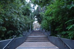 Bamboo-lined walkway in Victoria Park
