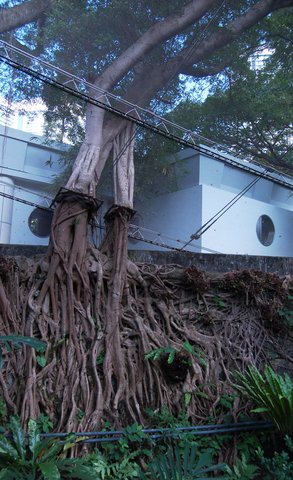 Banyan tree growing through the aviary at Hong Kong Park