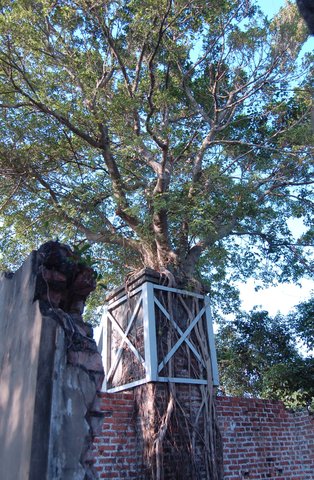 Tree growing out of WWII ruins