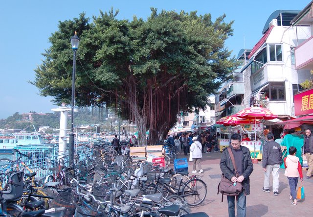 Banyan tree on the waterfront in Cheung Chau