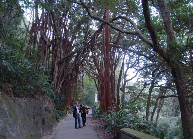 Tourists gaping at banyan trees while walking around The Peak