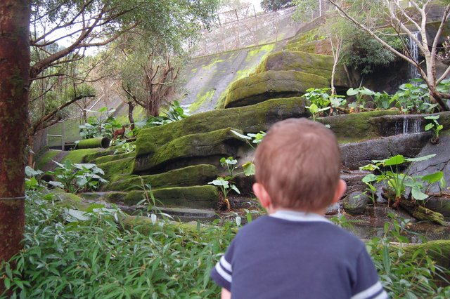 Calvin looks at the deer habitat at the Taipei Zoo