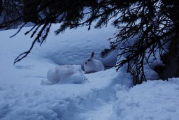 White rabbit near the CMC ski trail