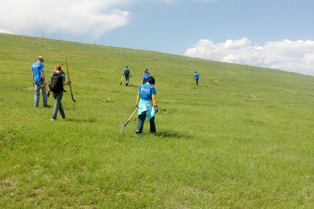 Hunting for invasive plants in Boulder County open space