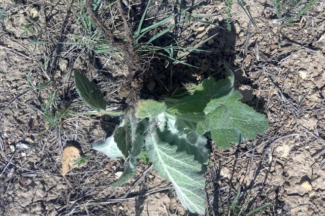 Uprooted Mediterranean Sage