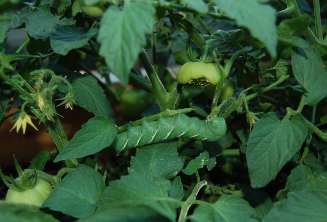 Tomato hornworm in the garden