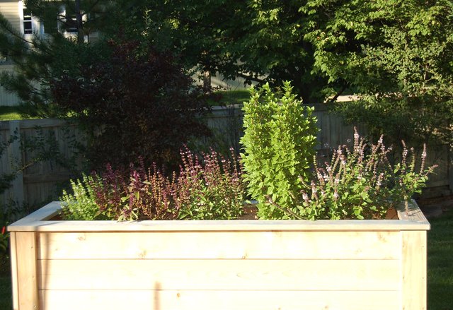 Basil growing in planter beds