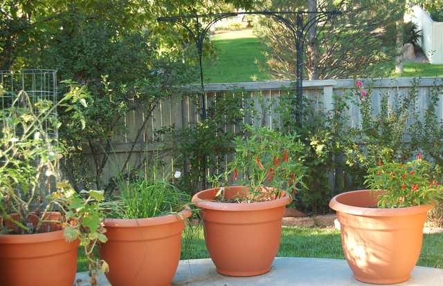 Chili peppers growing in containers