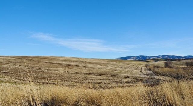 Fallow wheat field above Walla Walla