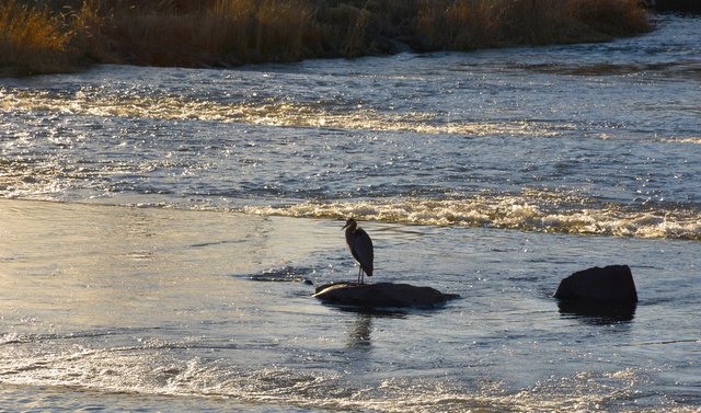 Water bird in Mill Creek