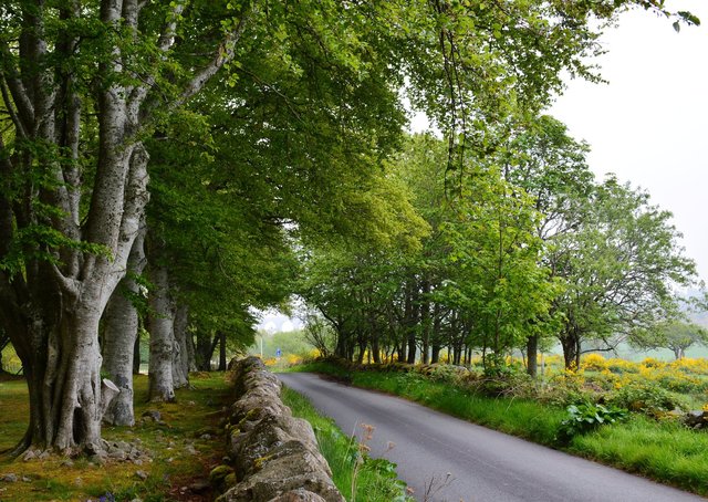 Country lane at Clava Cairns