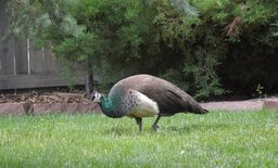 Indian peahen walking through the backyard