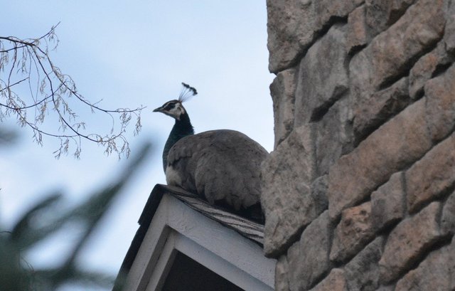 Indian peahen roosting on the neighbor's roof