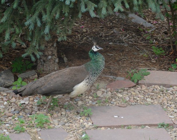 Indian peahen walks through the back yard