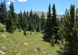 Mount Logan through the trees